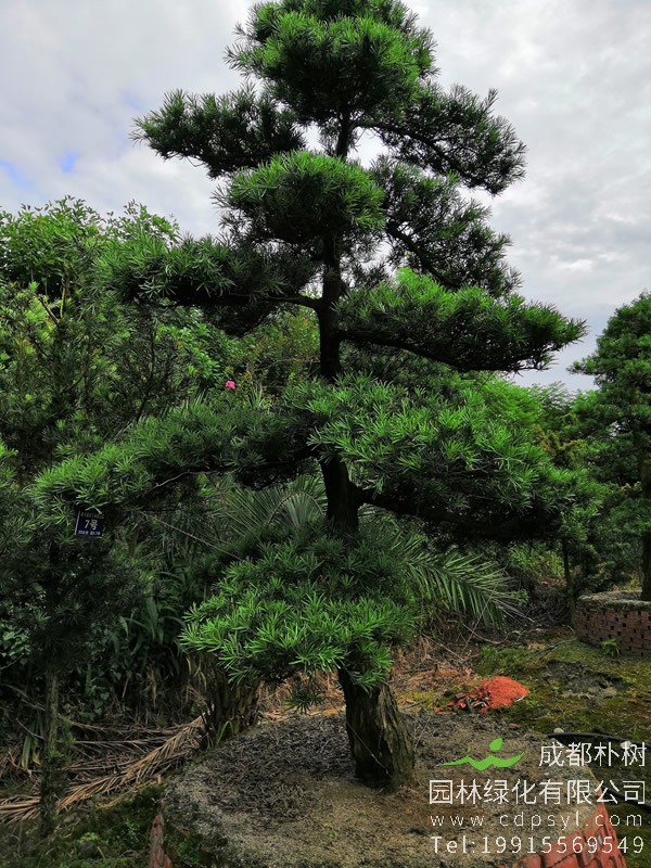罗汉松树叶枯死是什么病？